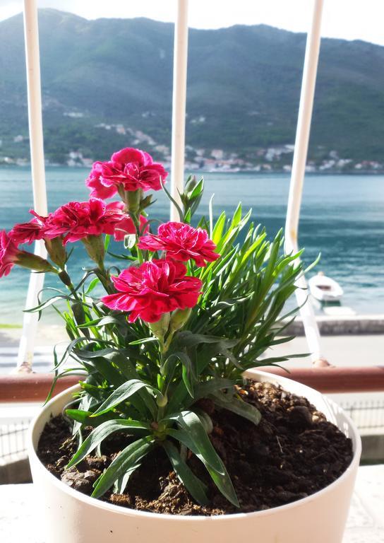 Apartmani Ivana Tivat Zewnętrze zdjęcie